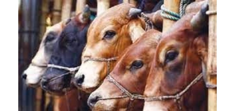 কোরবানী ঈদে পশু আমদানির কোনো পরিকল্পনা নেই