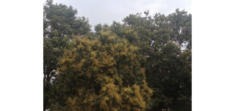 চাঁপাইনবাবগঞ্জে গাছে গাছে আমের মুকুল, ছড়াচ্ছে পাগল করা ঘ্রাণ