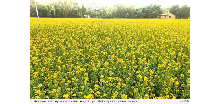 চাঁপাইনবাবগঞ্জের নাচোলে হলুদ রঙে ছেয়েগেছে সরিসা ক্ষেত
