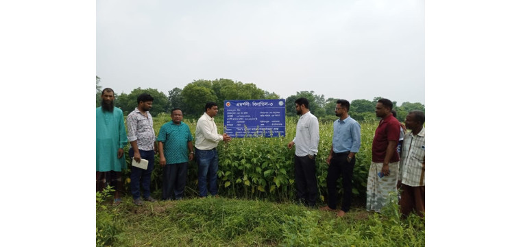 চাঁপাইনবাবগঞ্জে বিনা উদ্ভাবিত উচ্চফলনশীল তিলের সম্প্রসারণে মাঠ দিবস অনুষ্ঠিত 
