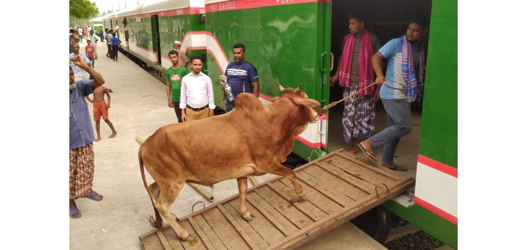 চাঁপাইনবাবগঞ্জ থেকে ৮০টি কোরবানির পশু নিয়ে ঢাকায় গেল বিশেষ ট্রেন