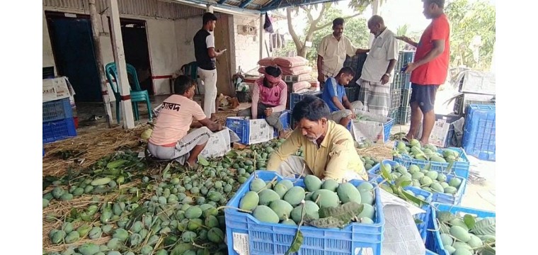 আমের রাজধানী চাঁপাইনবাবগঞ্জ থেকে বিদেশে আম রপ্তানি শুরু