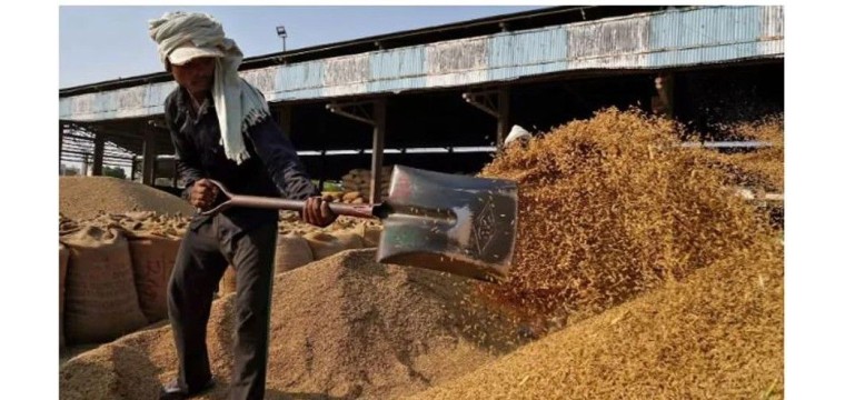 বিশ্ববাজারে কমছে চালের দাম