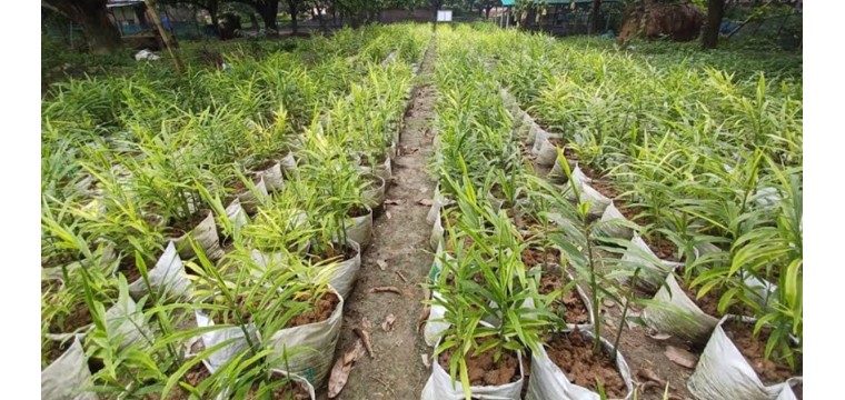 চাঁপাইনবাবগঞ্জে বস্তায় চাষ হচ্ছে আদা