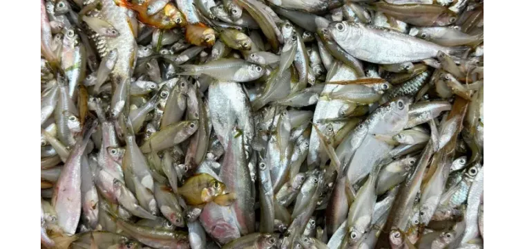 ছোট মাছ খাওয়া কতটা উপকারী