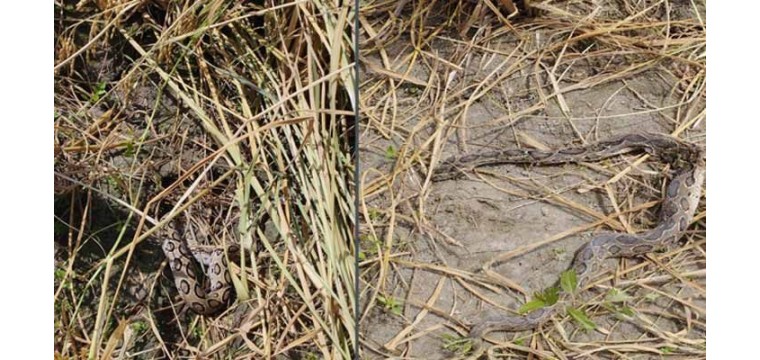 চাঁপাইনবাবগঞ্জের শিবগঞ্জে পাকা ধান ক্ষেতে রাসেল ভাইপার