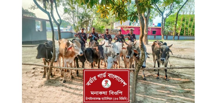 ৫৩ বিজিবির অভিযানে মনাকষা সীমান্তে ১০ ভারতীয় গরু আটক