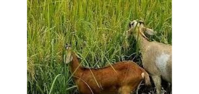 ছাগলে ধান খাওয়া নিয়ে সংঘর্ষে একজন কৃষক নিহত, আহত ১৮ জন