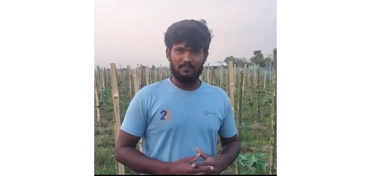 গোমস্তাপুরে তিন বন্ধুর পেঁপে চাষে সাফল্য, শিক্ষিত যুবকদের মধ্যে সৃষ্টি করেছে আশার আলো 