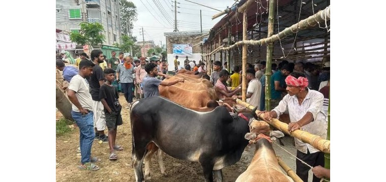 ঐতিহ্যবাহী দামকুড়া পশুর হাট নিয়ে বিপাকে ইজারাদার, প্রশাসন নিরব