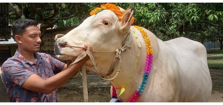 পবিত্র ঈদুল আজহা উপলক্ষে কোরবানির হাটে বিক্রির জন্য প্রস্তুত চাঁপাইনবাবগঞ্জের ২০ মন ওজনের রুবেল 