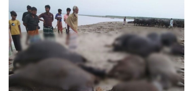 কুষ্টিয়াতে বজ্রপাতে দুই কৃষকের ১১ মহিষের মৃত্যু