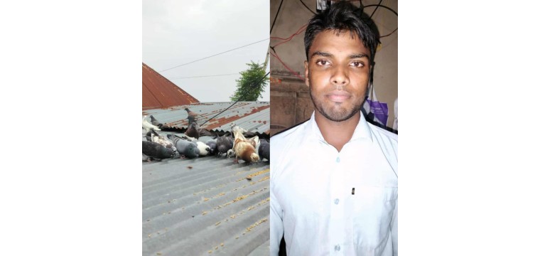 গোমস্তাপুরের কলেজ শিক্ষার্থী সারোয়ারের কবুতর পালনে নজরকাড়া সফলতা