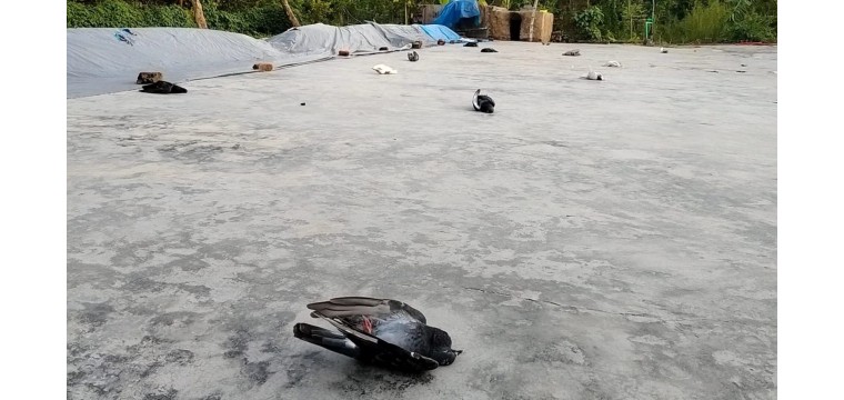 গোমস্তাপুরে বিষ প্রয়োগে শতাধিক কবুতর ও মুরগি মারার অভিযোগ 