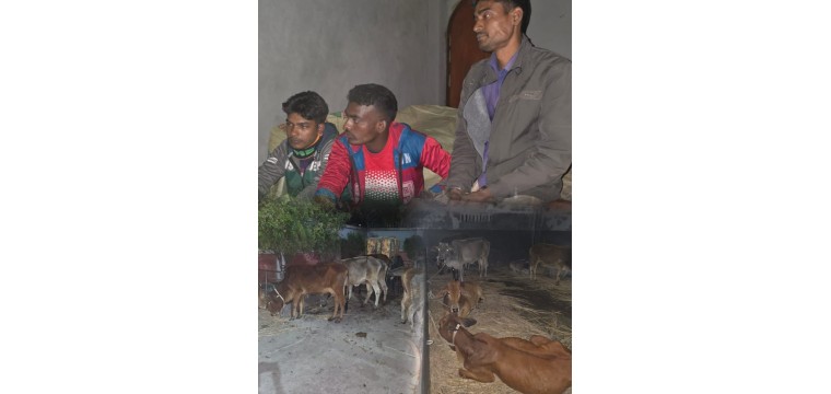 শিবগঞ্জে গরুসহ ডাকাত দলের তিন সদস্য আটক