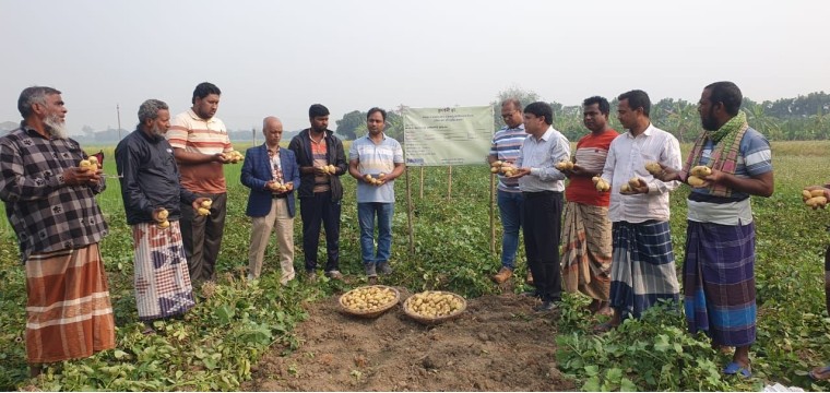 বরেন্দ্র অঞ্চলে চাষ হচ্ছে নেদারল্যান্ডের আলু ভ্যালেন্সিয়া