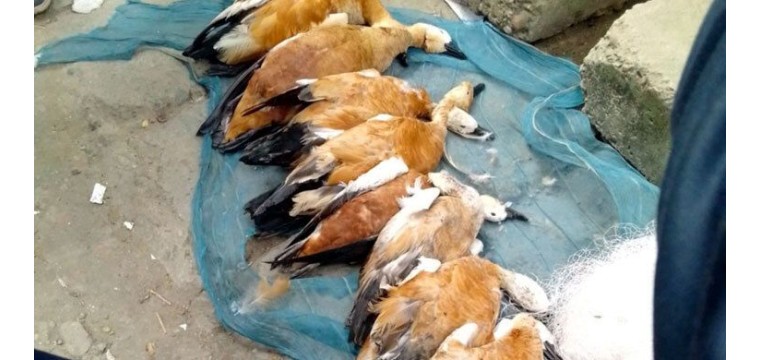 রাজশাহীর পদ্মার চরগুলোতে অবাধে পরিযায়ী পাখি নিধন