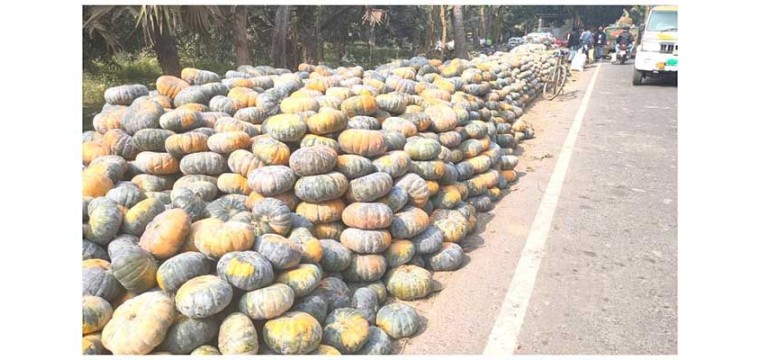 ভোলাহাটে মিষ্টি কুমড়া চাষে এবছর লোকসানের মুখে কৃষকরা