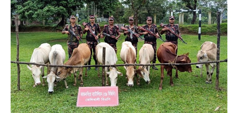 সীমান্ত দিয়ে পাচারের সময় ভারতীয় ৮ গরু জব্দ
