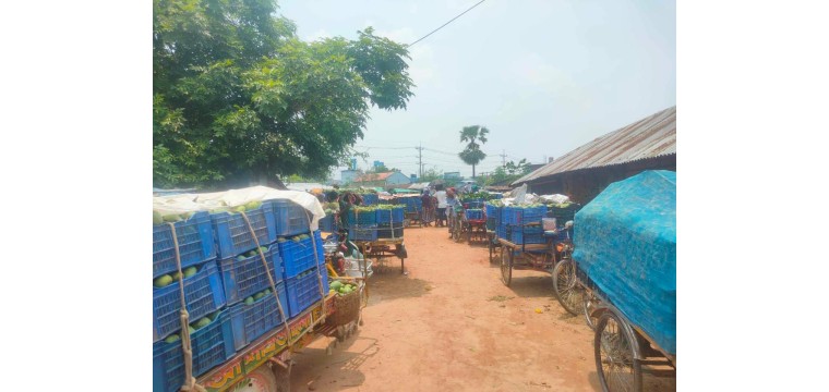রহনপুর আমবাজারে আম কেনাবেচা বন্ধ বিপাকে আম চাষিরা 