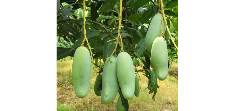 চাঁপাইনবাবগঞ্জের ‘ব্যানানা ম্যাংগো’ যাচ্ছে কাতারে