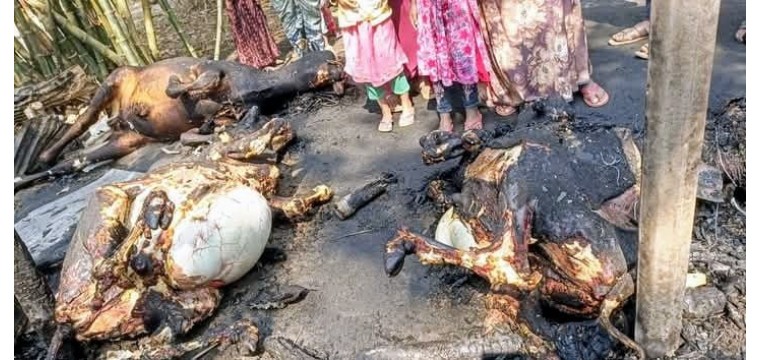 ভোলাহাটে আগুনে পুড়ে ভস্মিভূত হয়ে ৯ গরুর মৃত্যু 