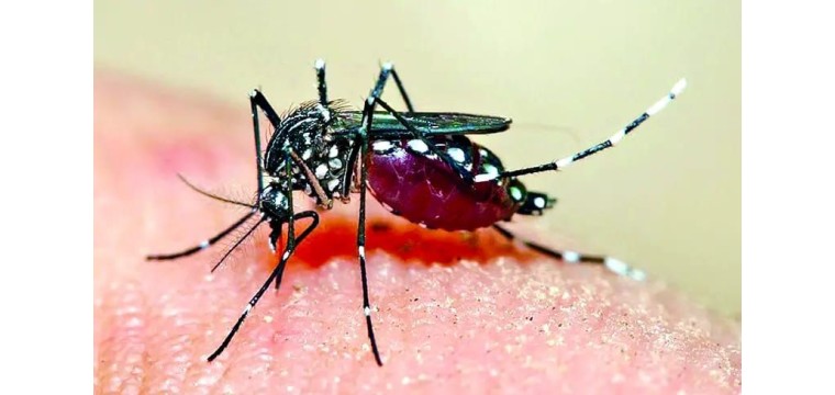 চাঁপাইনবাবগঞ্জে মশার যন্ত্রণায় অতিষ্ঠ জনজীবন