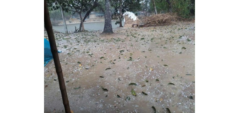 গোমস্তাপুরে শিলাবৃষ্টিতে ফসল ও আমের ব্যাপক ক্ষতি 