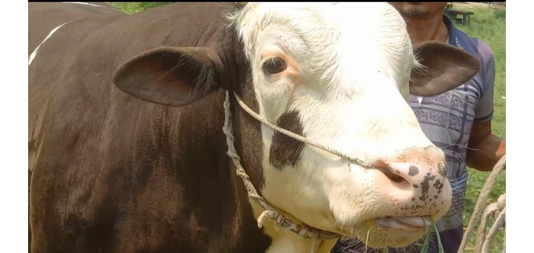পবিত্র ঈদুল আজহা উপলক্ষে কোরবানির হাটে বিক্রির জন্য প্রস্তুত ১৫ মন ওজনের ভোলাহাটের সম্রাট