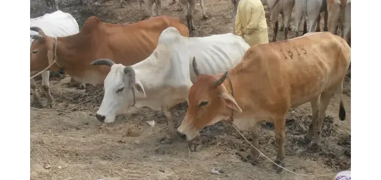 ভারত থেকে অবৈধভাবে অনুপ্রবেশের অভিযোগ, বাড়ি থেকে কেনা গরু নিয়ে গেল বিজিবি