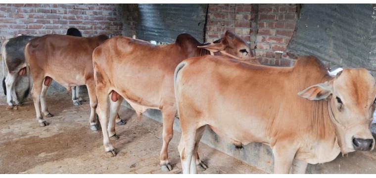 গোমস্তাপুর উপজেলায় কুরবানির চাহিদার তুলনায় গবাদি পশুর সংখ্যা বেশি