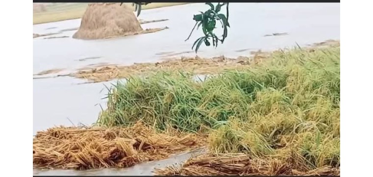 গোমস্তাপুরে টানা বৃষ্টি তলিয়ে গেছে ধানক্ষেত, কৃষকের মাথায় দুশ্চিন্তার ভাঁজ 