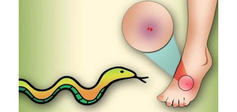 গোমস্তাপুরে সাপের কামড়ে বিছানায় ঘুমন্ত অবস্থায় শিশুর মৃত্যু