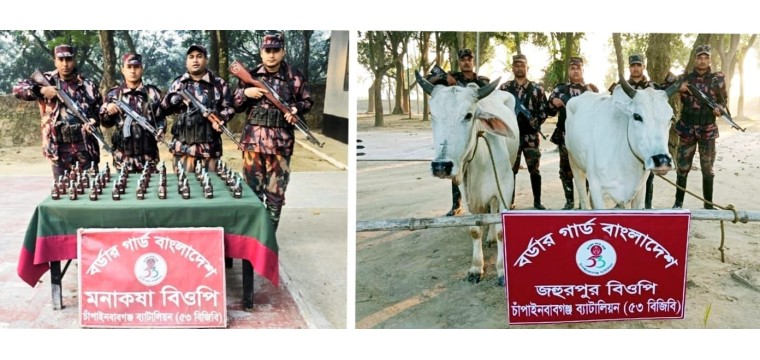 চাঁপাইনবাবগঞ্জ ব্যাটালিয়ন (৫৩ বিজিবি) কর্তৃক পৃথক পৃথক অভিযানে  মদ ও গরু জব্দ