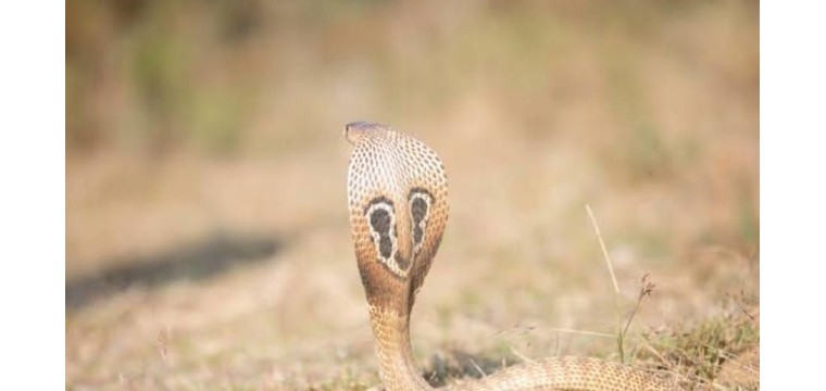 নাচোলে সর্প দংশন যুবকের মৃত্যু