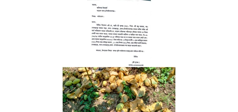 নাচোলে রাতের আঁধারে আমের ডাল কর্তন ও চুরি, ক্ষতি প্রায় ৮০ হাজার টাকা