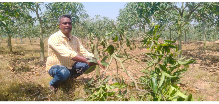 নাচোলে রাতের আঁধারে আম গাছ কর্তন -পেঁপে ও পুকুরের মাছ চুরি থানায় অভিযোগ