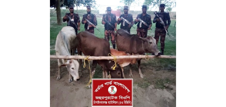 চাঁপাইনবাবগঞ্জ সীমান্তে তিন লক্ষ টাকার ভারতীয় গরু জব্দ