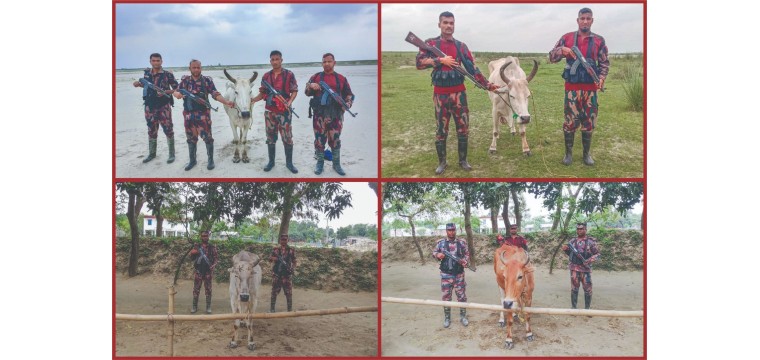 চাঁপাইনবাবগঞ্জ সীমান্তে ৫৩ বিজিবির সাঁড়াশি অভিযান: ৪টি ভারতীয় গরু জব্দ